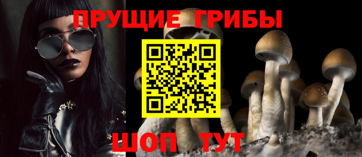 Галлюциногенные грибы Psilocybe Урюпинск